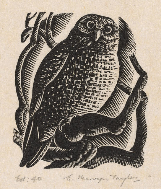 Ruru (Morepork)