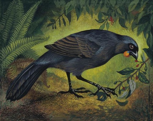 Eileen Mayo South Island Kokako (1976) gouache and coloured pencil. Collection Christchurch Art Gallery Te Puna o Waiwhetū, purchased 2005.