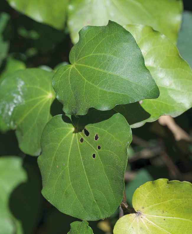 Kawakawa (Piper excelsum). Photo: John Collie