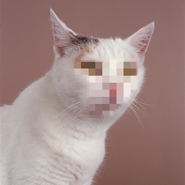 Anonymous cat