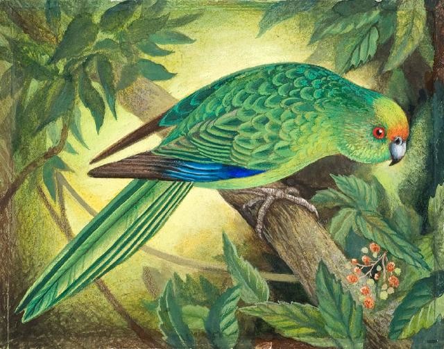 Kākāriki Karaka / Orange-fronted Parakeet