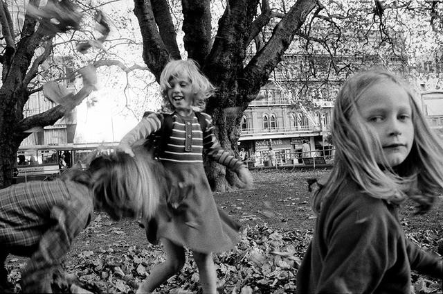 Cathedral plane trees, Christchurch