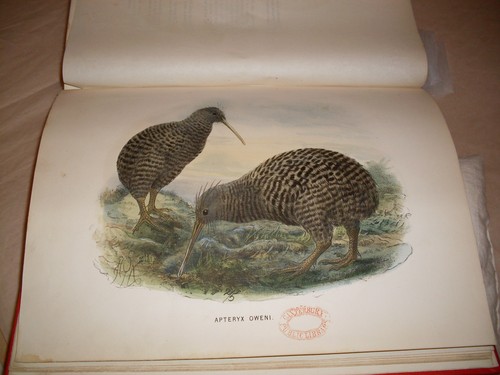 Kiwi from Walter Buller's A History of the Birds of New Zealand (1873) Collection: Christchurch City Libraries Ngā Kete Wānanga-o-Ōtautahi