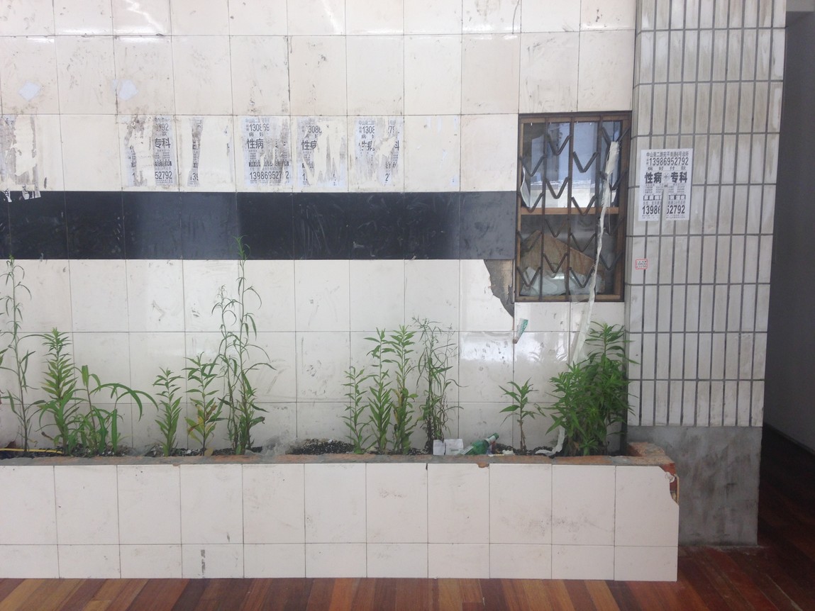 Zheng Bo Garden (Lane 62 Zhaojiabang Road) 2015. Installation from Weed Party at Leo Zu Projects. Photo: Sophie McKinnon