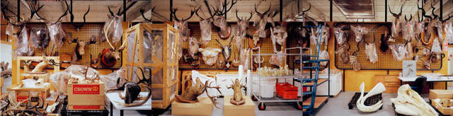 Land and Marine Mammals Store (triptych) Te Papa Tongarewa Museum of New Zealand