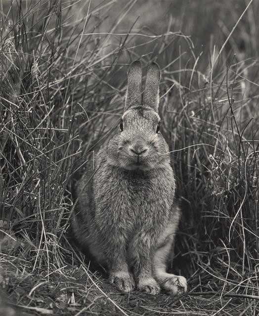 Rabbit, Captive, near Taita, 1968 ["And who are you?"]