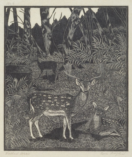 Fallow Deer