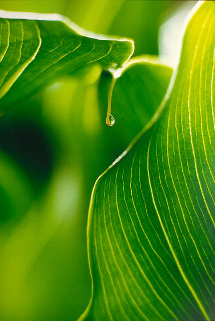 Lily Drop