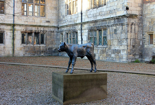 Sally Arnup Friesian calf Bronze. King's Manor, University of York