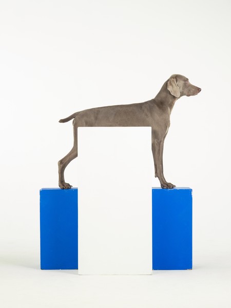 William Wegman White Out 2014. Pigment print photograph. Courtesy the artist. © William Wegman