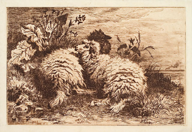 A Study Of Sheep