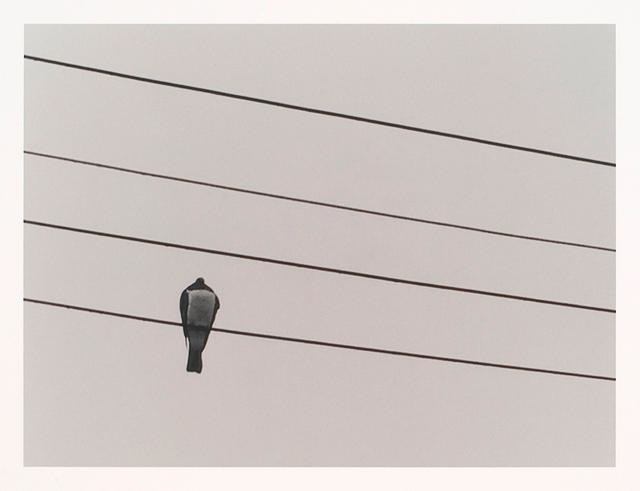 Kereru