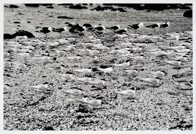 Birds, Chatham Islands