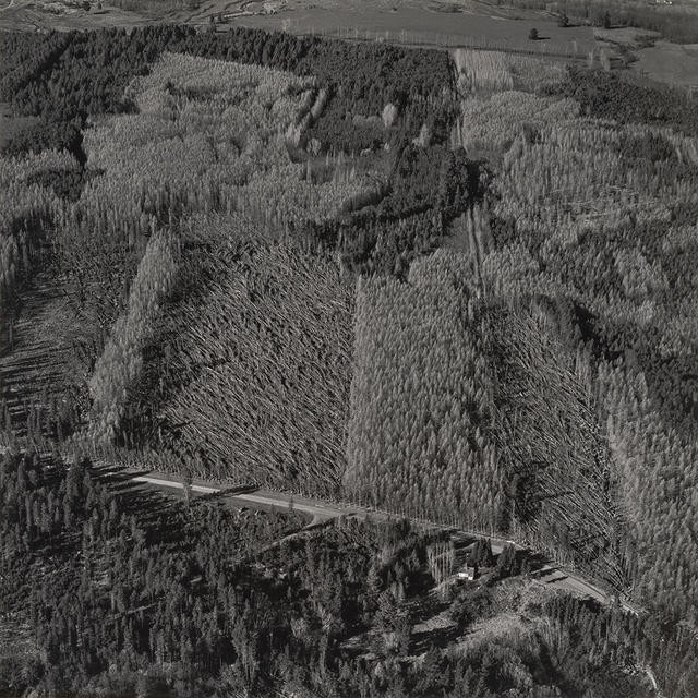 Wind flattened Larch stands, Hanmer Forest, Canterbury