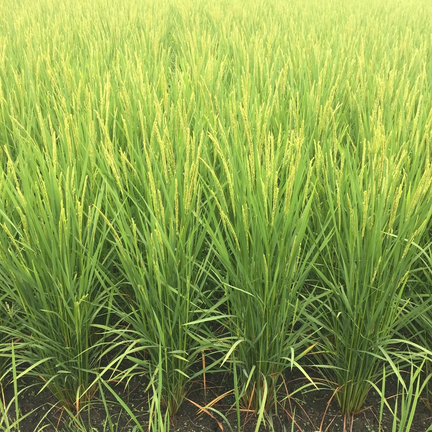 Rice fields, near Tokomachi City. Photo: Lara Strongman