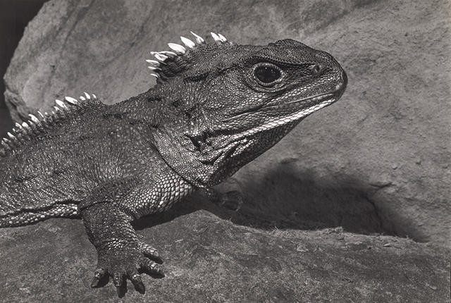 Tuatara, Stephens Island