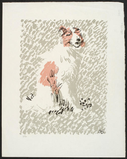 Collie Dog