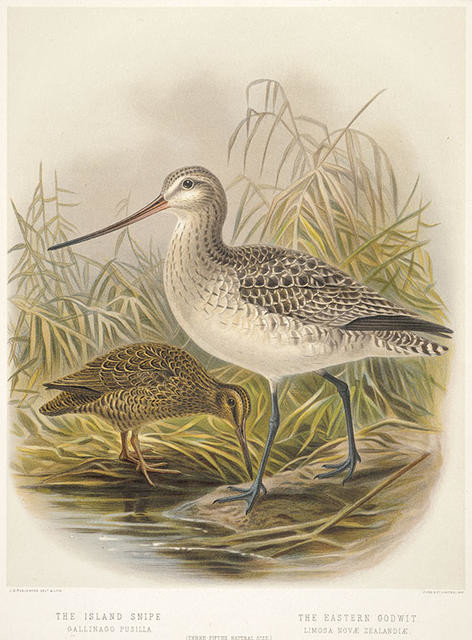 The Island Snipe, Gallinago pusilla. The Eastern Godwit, Limosa novæ zealandæ