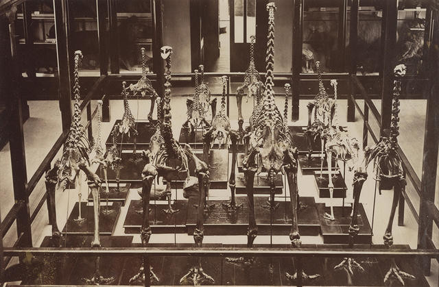 Moa skeletons, Canterbury Museum