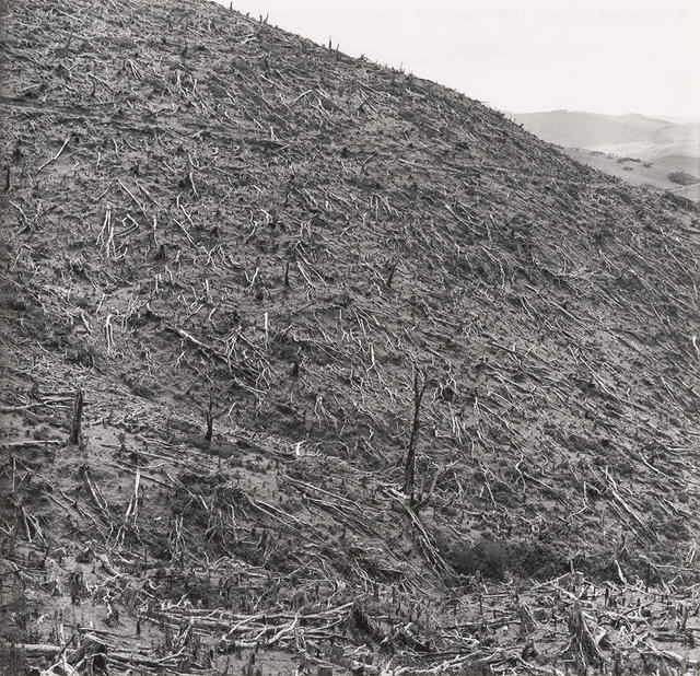 Devastation of burnt forest hillside, Westland
