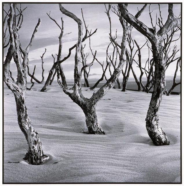 Dead Trees, Chatham Island