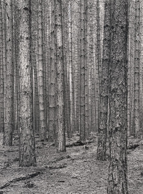 Stand of Pinus Radiata, Hanmer Springs