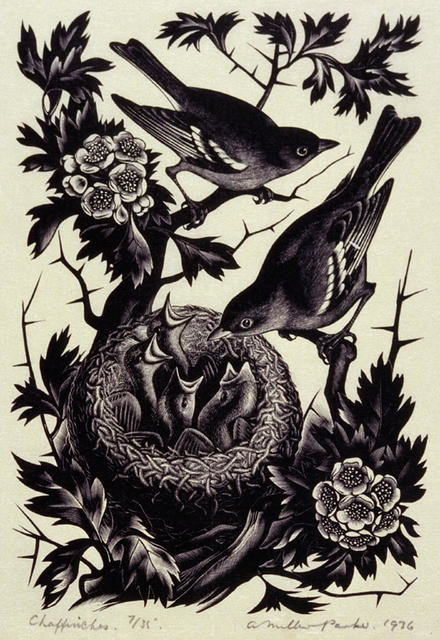 Chaffinches