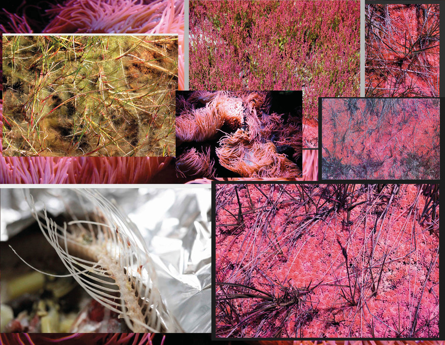 Alicia Frankovich Atlas of Anti-Taxonomies (detail) 2019–22. Courtesy of the artist, Starkwhite Auckland and 1301SW Melbourne
