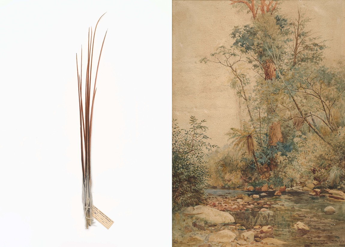 Amokura tail feathers. Collection of Canterbury Museum    William Menzies Gibb Edge of the Bush, Pigeon Bay 1886. Watercolour. Collection of Christchurch Art Gallery Te Puna o Waiwhetū, gift of Elizabeth Britton, 1960