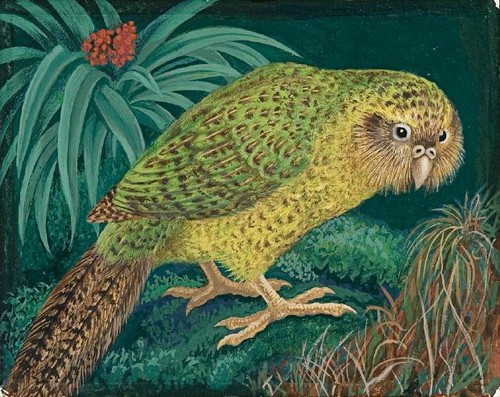 Eileen Mayo Kakapo 1976. Gouache and coloured pencil. Collection of Christchurch Art Gallery Te Puna o Waiwhetū, purchased, 2005. Reproduced courtesy of Dr Jillian Cassidy
