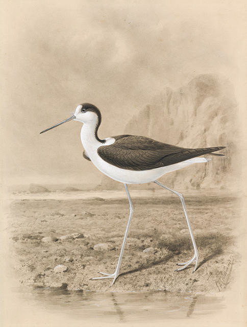 New Zealand River Stilt in Habitat