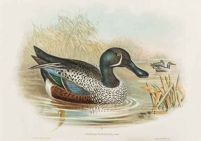 Spatula variegata (Kuruwhengi / Anas rhynchotis variegata / New Zealand Shoveler)