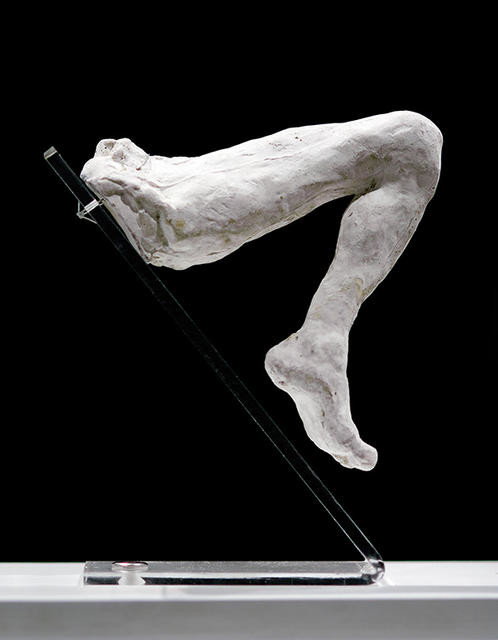 Study Of A Leg