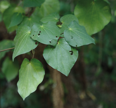 Kawakawa (Piper excelsum). Photo: John Collie