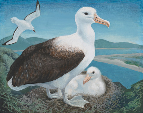 Eileen Mayo Toroa / Northern Royal Albatross 1976. Gouache and pencil on coloured paper. Collection of Christchurch Art Gallery Te Puna o Waiwhetū, purchased 2005