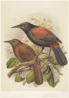Johannes Gerardus Keulemans Jack-bird. Creadion cinereus. Saddle-back. Creadion carunculatus. 1888. Lithograph. Collection of Christchurch Art Gallery Te Puna o Waiwhetū, purchased 2010