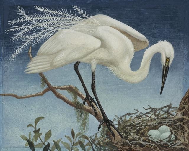 Kōtuku / White Heron