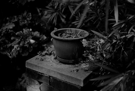 Daegan Wells Untitled (Extract from ‘PrivateLodgings’ William Sutton’s Garden) 2016.Silver gelatin print. Jonathan Smart Gallery