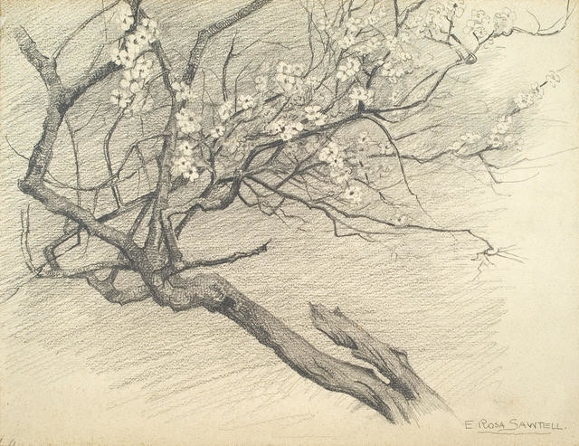 Study of an almond branch in bloom