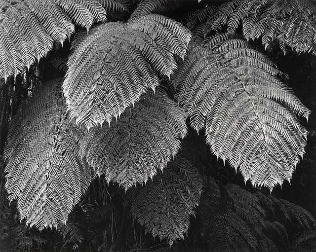 Tree Fern fronds, Whakarewarewa Forest, Rotorua