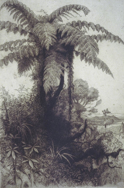 Tree Ferns