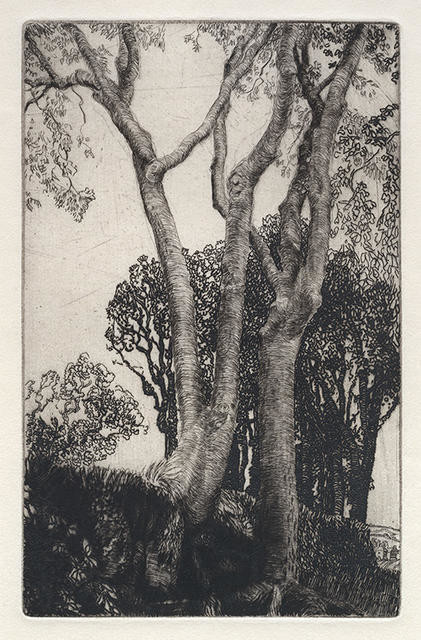 Two Ash Trees