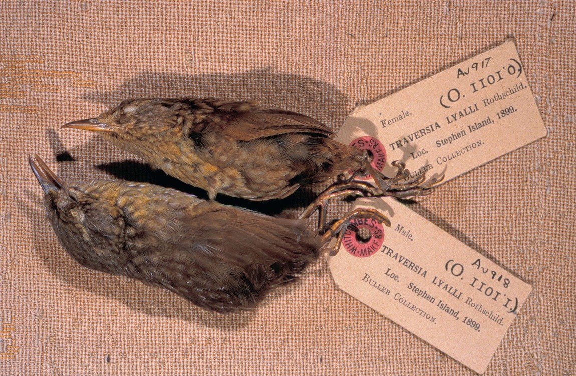 Fewer than twenty skins of Lyall’s wren have been preserved. Originally in Buller’s collection, these two are held in the Canterbury Museum collections. The collector is unknown but from the collection date, it may have been H.H. Travers.