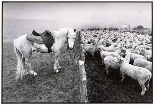 Horse and Sheep, Pitt Island Aug 1995, Anthony McKee