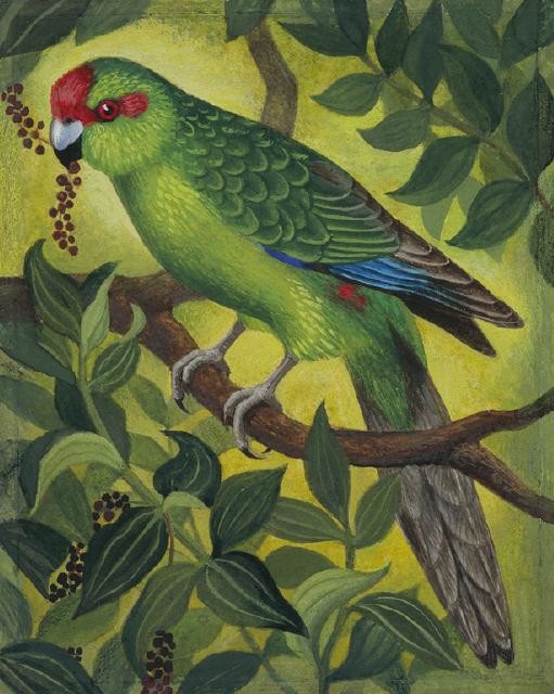 Kākāriki / Red-crowned Parakeet