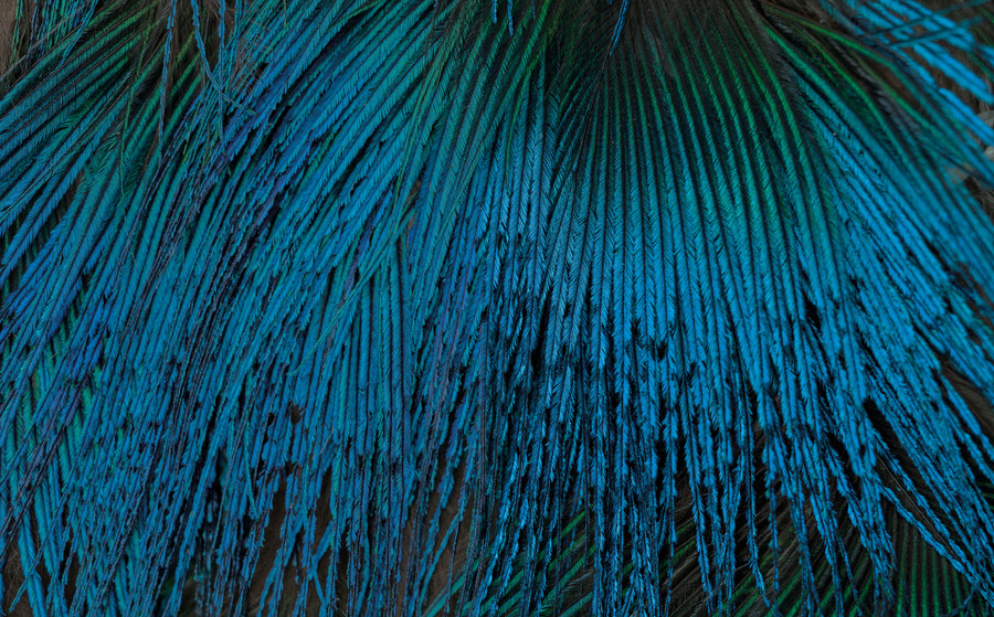 Reihana Parata QSM (Waitaha, Ngati Mamoe, Ngai Tahu) Whanau Parata Kakahu (detail) 2020/21. Muka, peacock feathers. Collection of Parata whanau