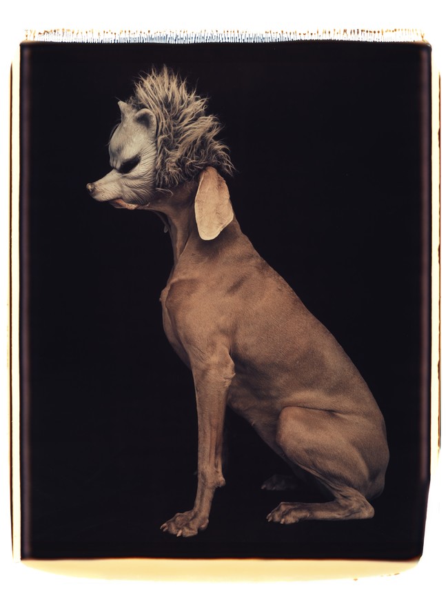 William Wegman Wolf 1994. Colour Polaroid photograph. Courtesy the artist. © William Wegman