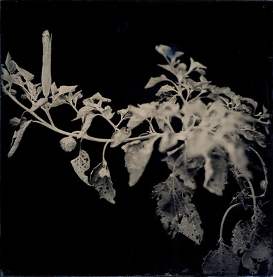 Joyce Campbell Atropine from sacred datura, devil's weed from the series LA Botanical 2006/7. Ambrotype. Reproduced courtesy of the artist