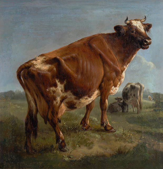 A Cow