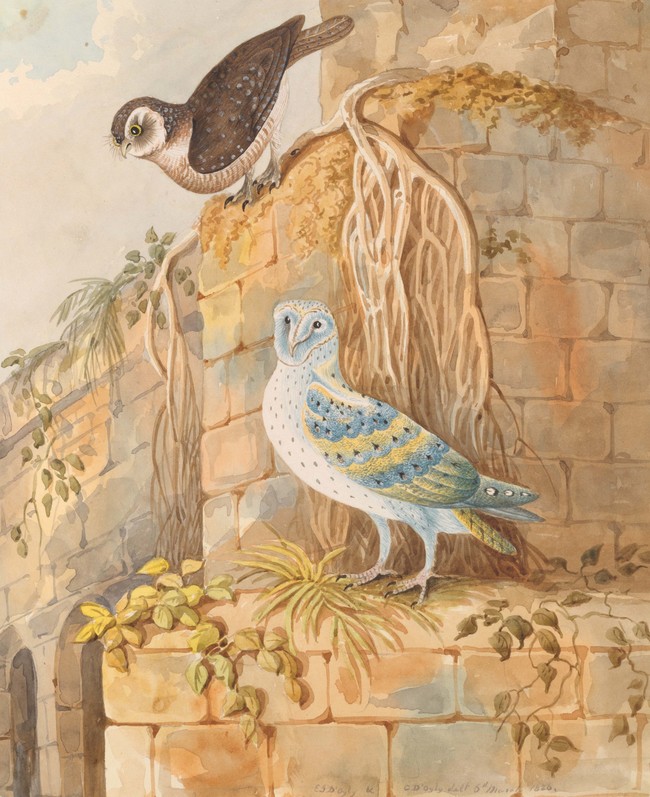 Elizabeth D’Oyly and Charles D’Oyly White or Barn Door Owl 1826. Watercolour on paper. Private collection